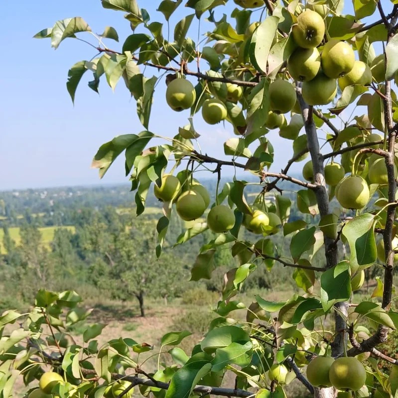 Pear Tree Kheti-Badi