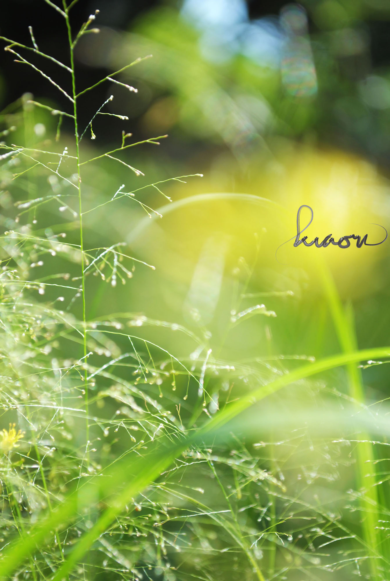 30+ Foto Pemandangan Rumput - Foto Pemandangan Hd 2000_X_1343_jpg