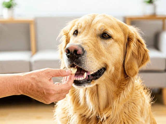 Best Dog Joint Supplements for Senior Dogs (2024 Guide) 3 Happy senior dog playing after treatment