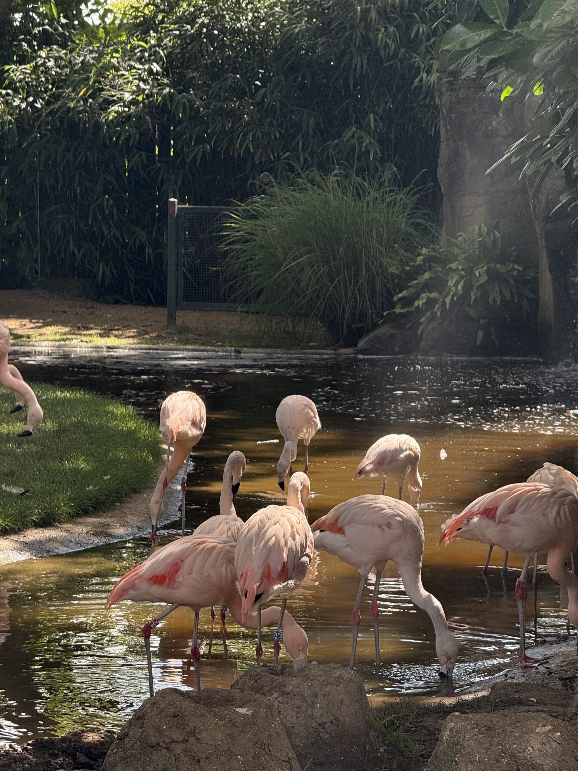 Drusillas Park REVIEW: one of the best family days out in East Sussex