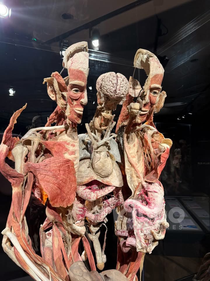 BODY WORLDS London REVIEW 2026: Is It Suitable for Kids?