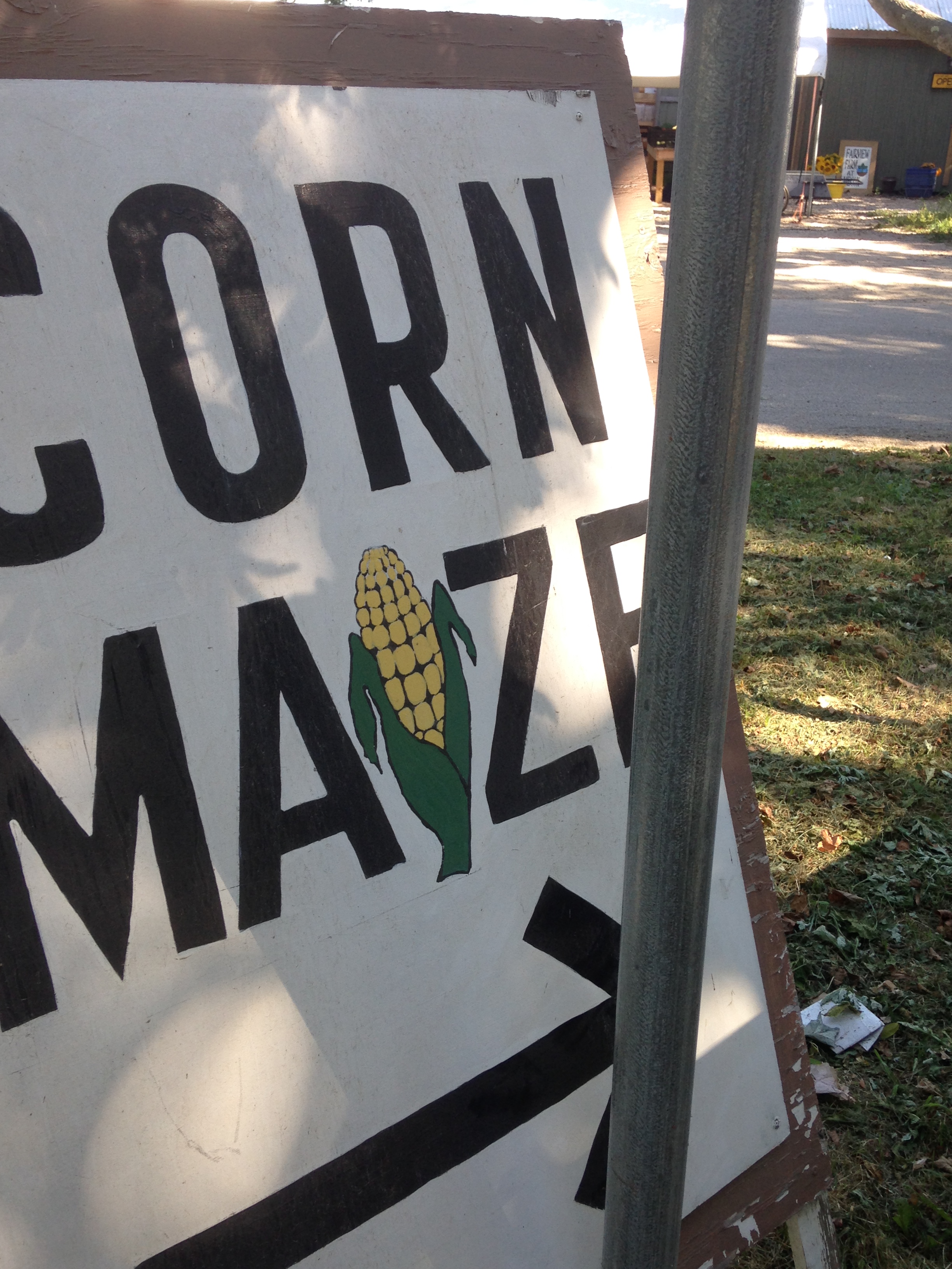 corn maize