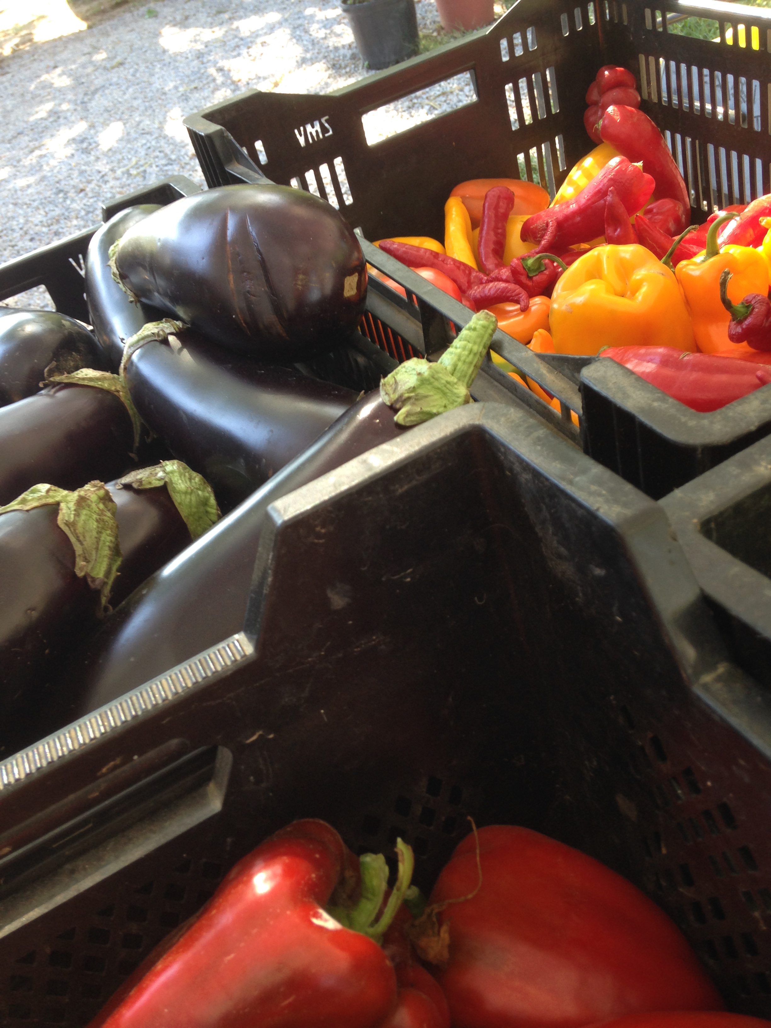 eggplant