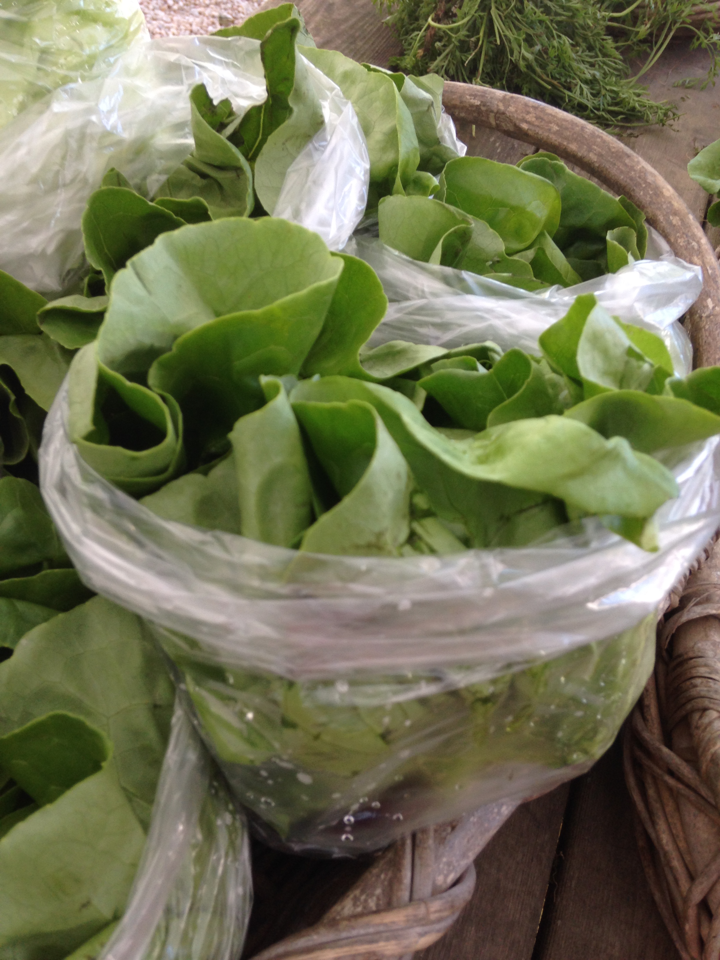 lettuce