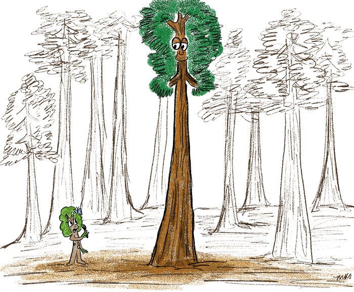 The arco giant, one of the largest known redwoods robert van pelt (van pelt 2001). Coastal Redwood Mongabay Kids