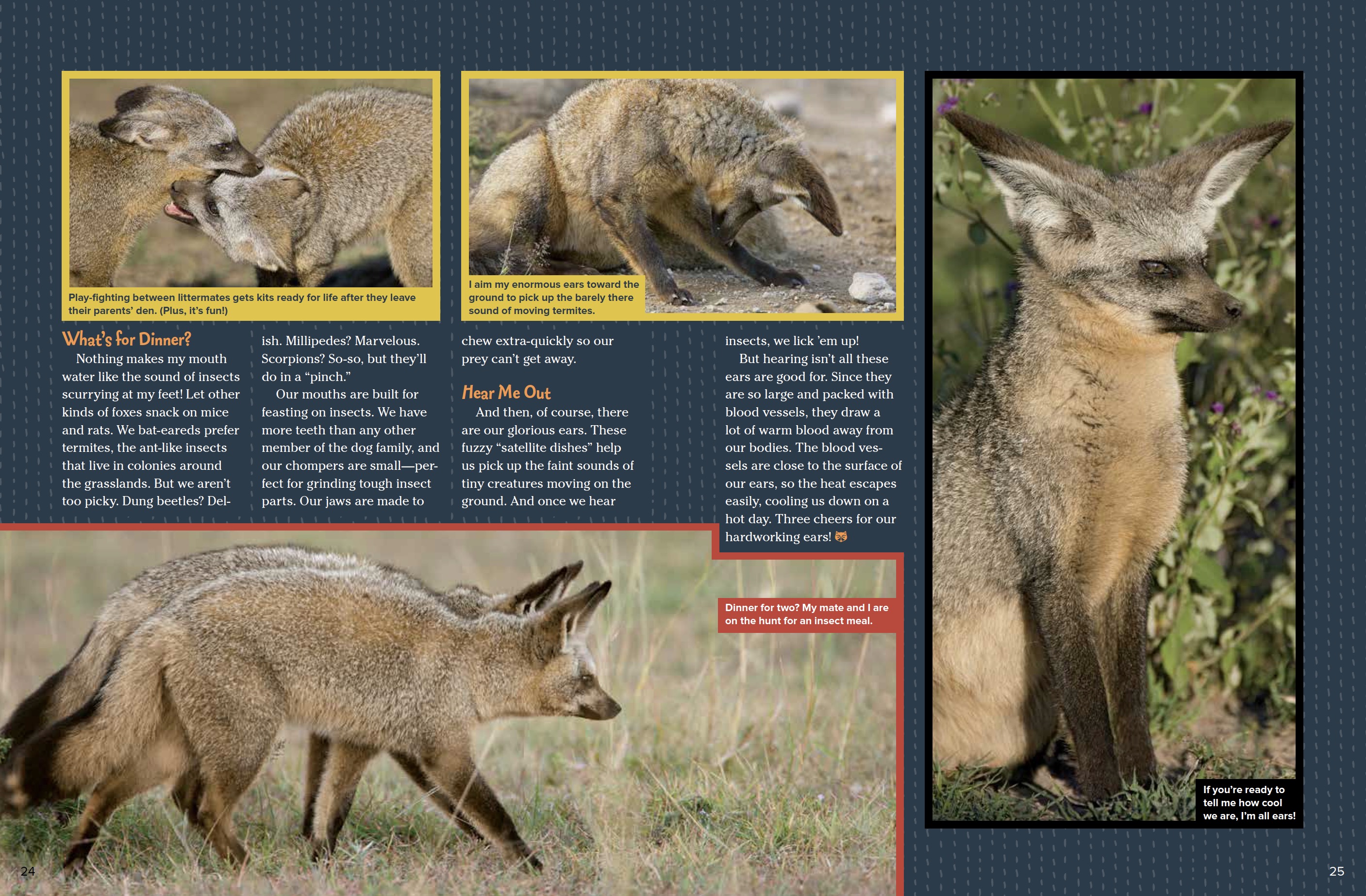 BatEared Foxes NWF Ranger Rick