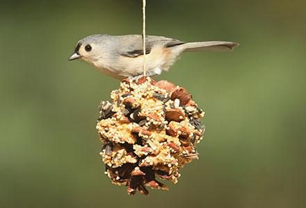 Ταΐστρα πουλιών
