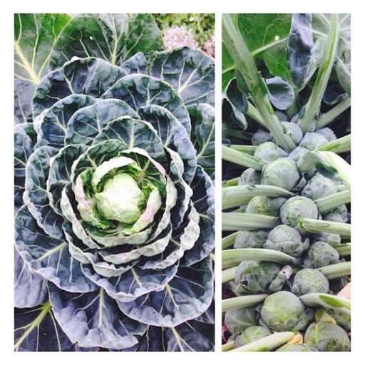 Brussels sprout plant