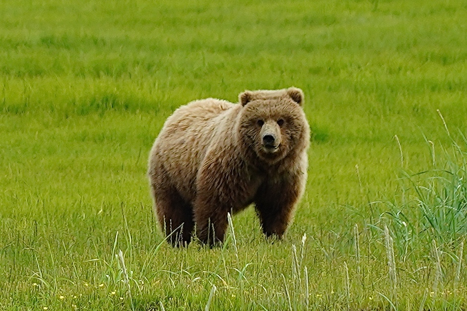 Bear in field in Alaska