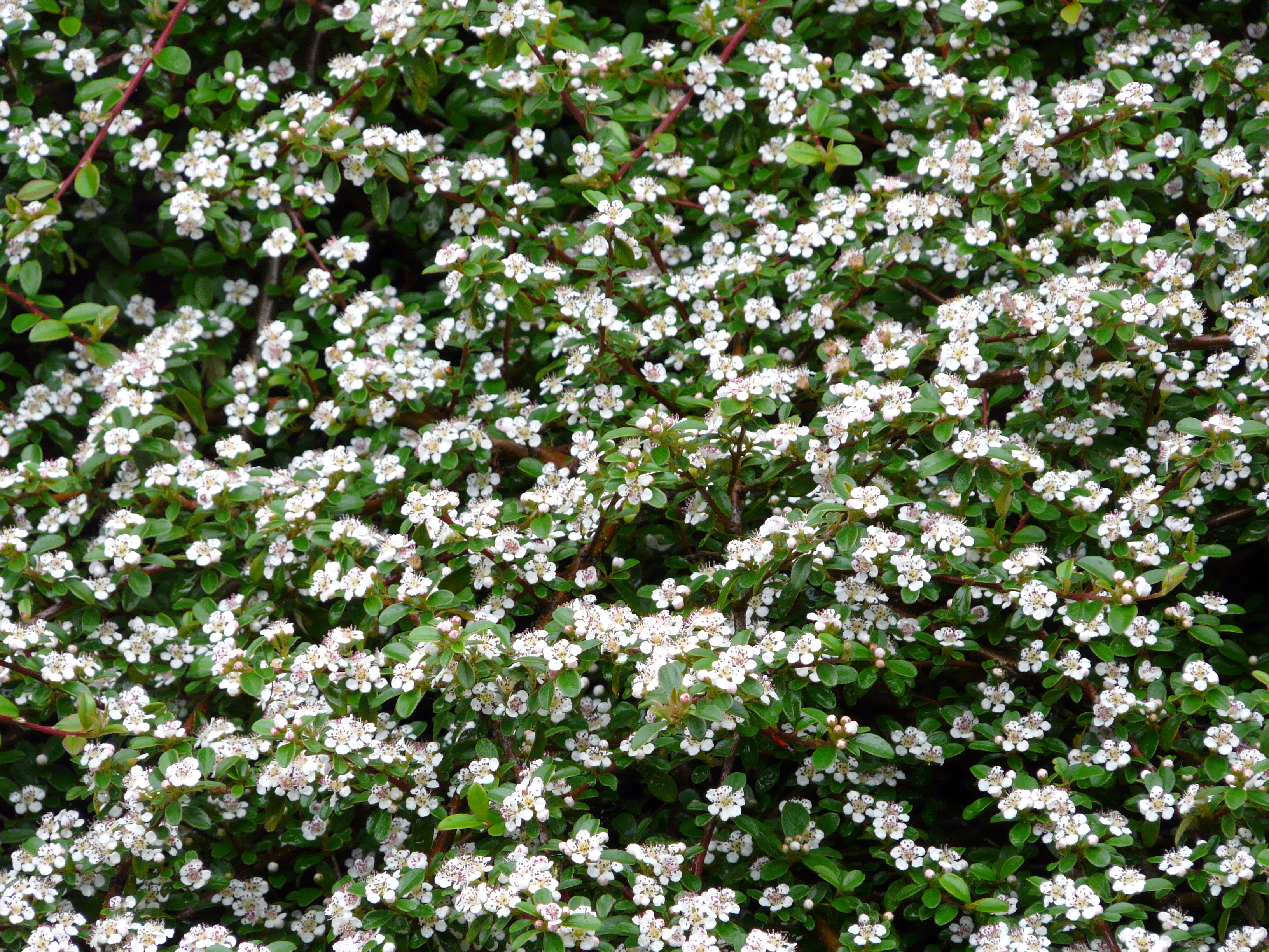 Cotoneaster dammeri streibs findling, not only for gardeners! Cotoneaster dammeri â€˜Streibâ€™s Findlingâ€™ | Kiefer Nursery