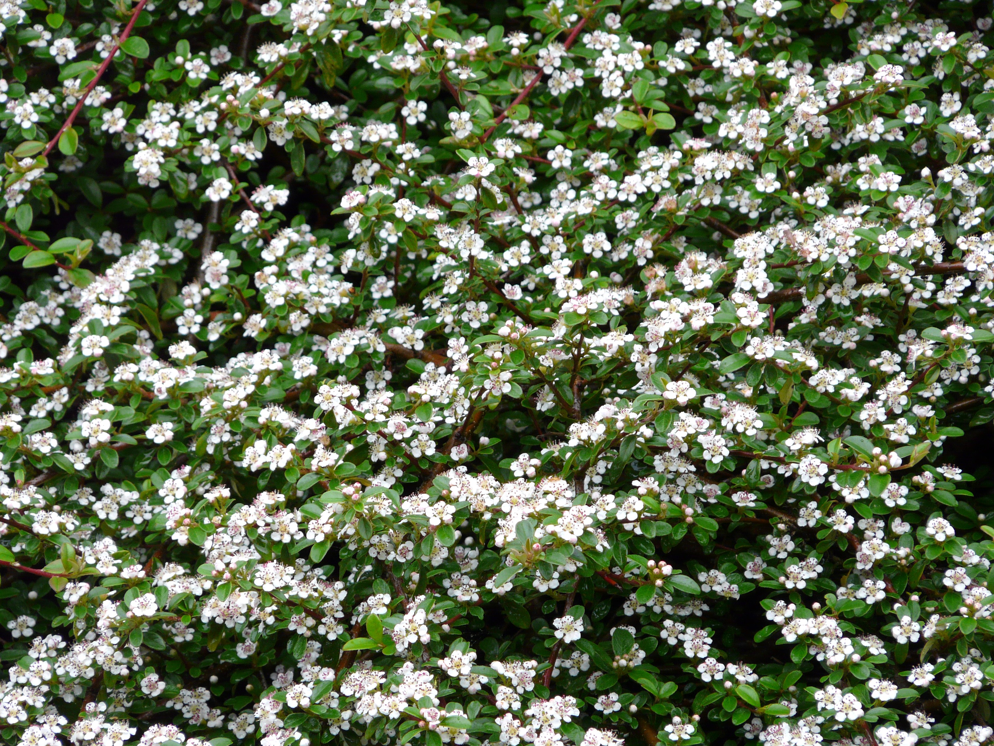 Watch plants from hgtv balance hardscapes, softscapes 02:19 balance hardscapes, softscapes 02:19 use succulents, moss and small plants to balance hardscapes and softscapes. Cotoneaster Dammeri Streib S Findling Kiefer Nursery Trees Shrubs Perennials