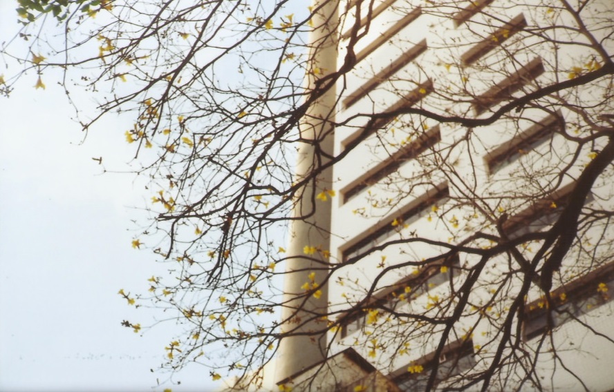 Ipê clicado por Keli Vasconcelos com uma câmera analógica em Perdizes, SP, em 14.9.2017.