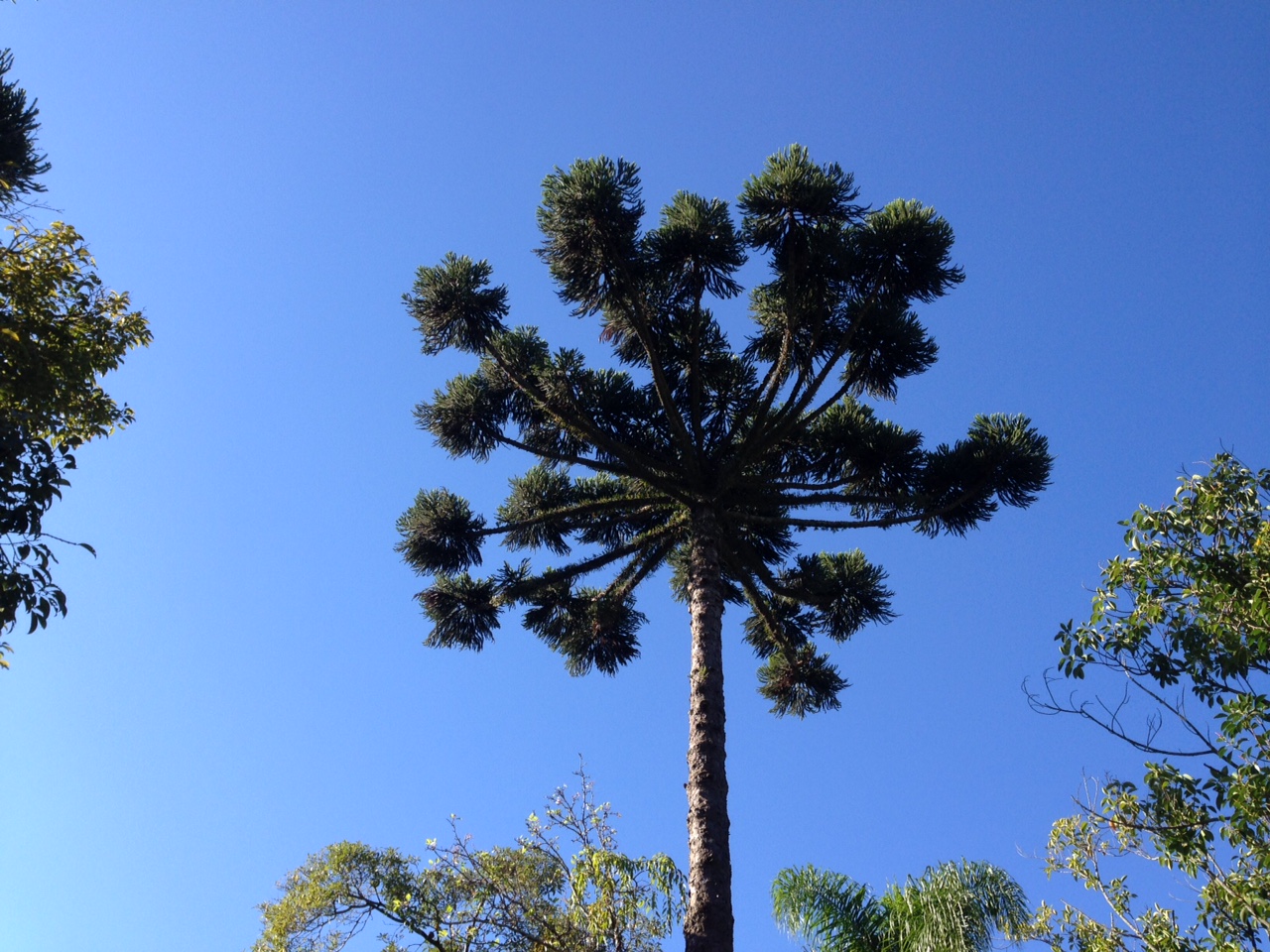 Foto tirada por Heitor Hayashi na manhã mais fria do ano em Curitiba (PR), quando a mínima bateu em 1 grau! =O Dia 16/6/2015