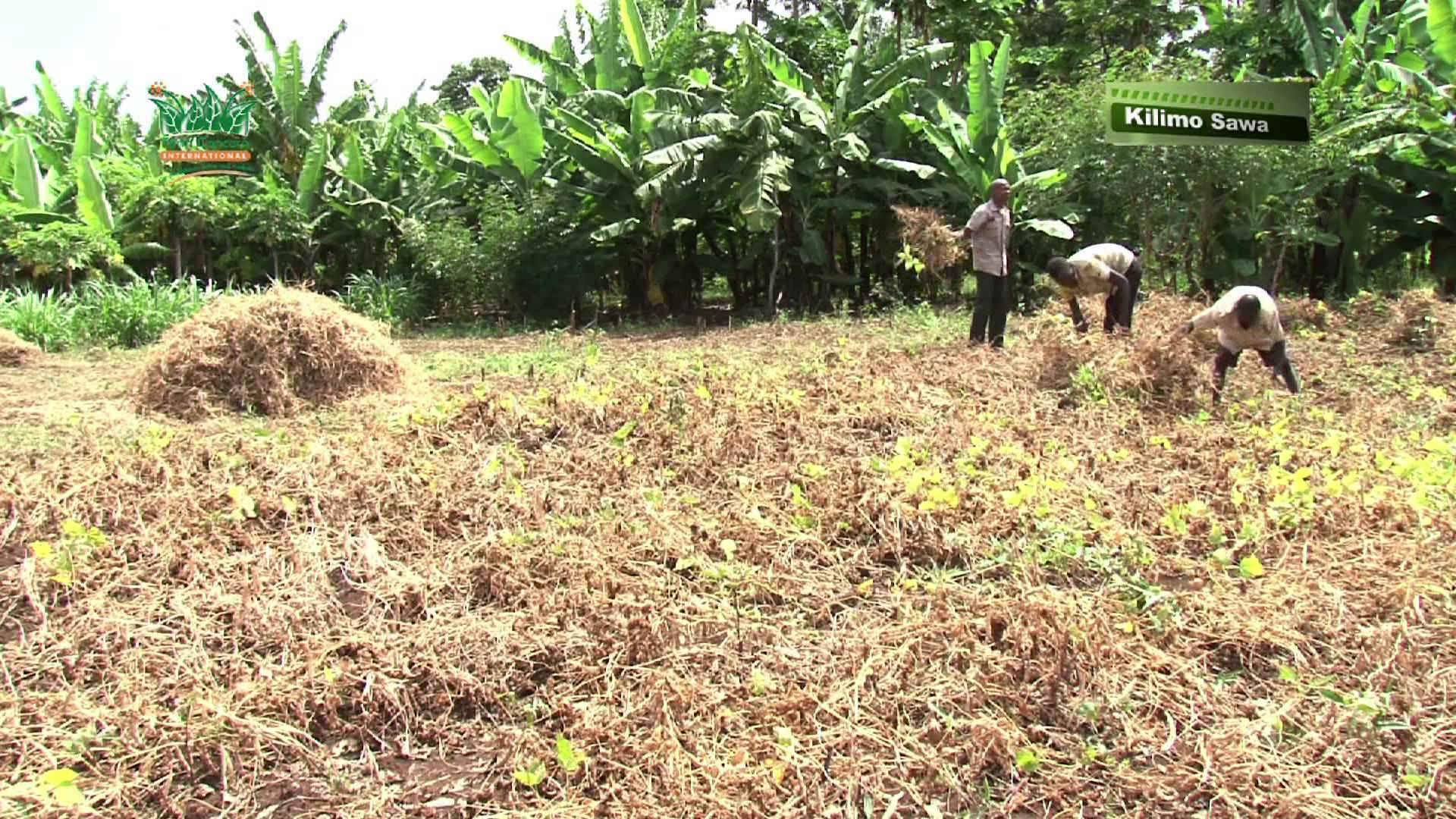 Kilimo Bora cha maharage