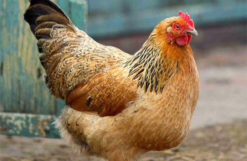 KUFUGA KUKU WA KIENYEJI KUNALIPA
