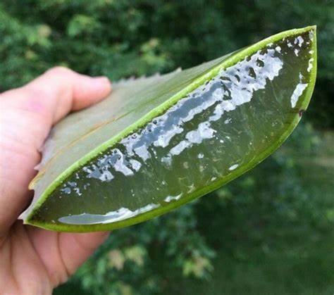 MAGONJWA YA KUKU YANAYOTIBIKA KWA ALOE VERA