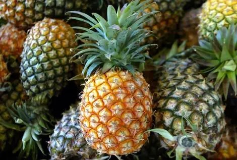 MCHANGANUAO WA KILIMO BORA CHA NANASI NA FAIDA UTAZOZIPATA