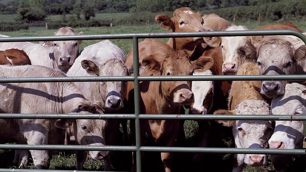 Aggressive or curious cattle? Either pose a risk to walkers.