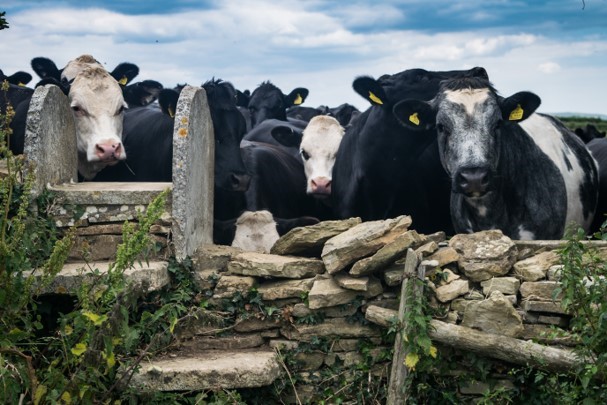 Cows with calves across major walking route