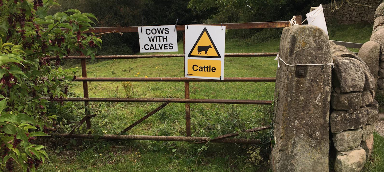 John was nearly killed by cows, HSE decide that a few signs will make this safe for future walkers.