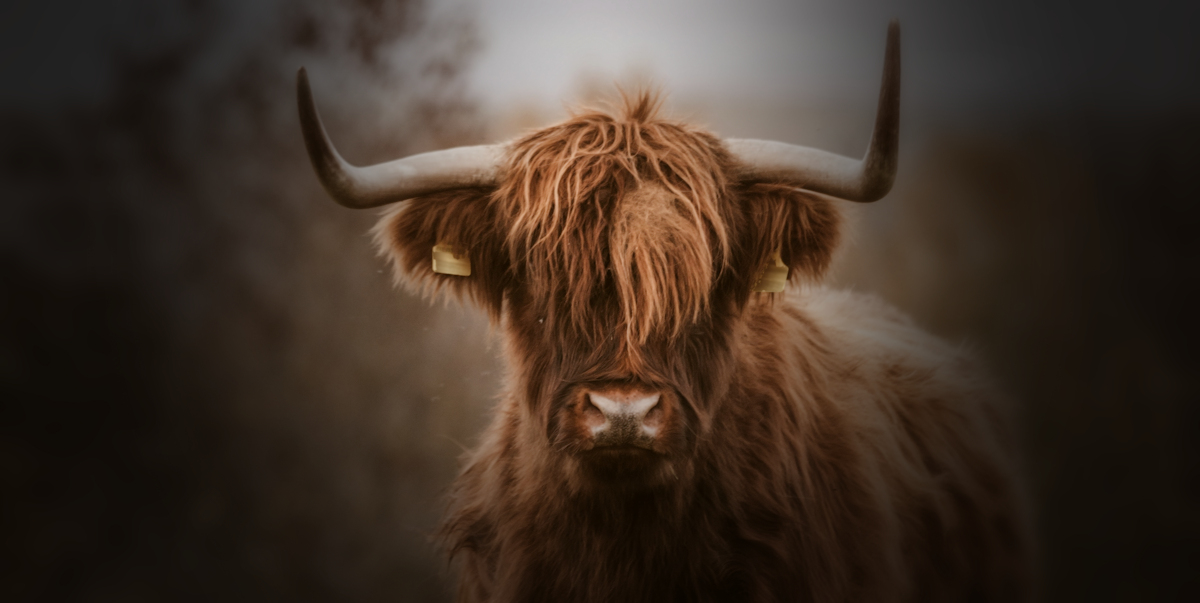 Experienced walker attacked on Dartmoor asks – are cows more belligerent?