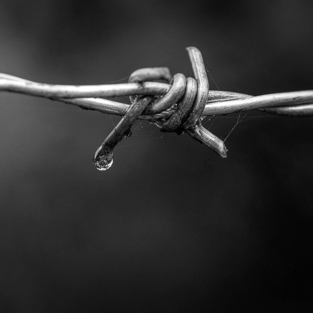 Family escape from aggressive cattle over barbed wire fence