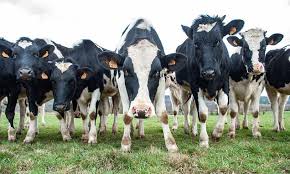 Andy meets an aggressive group of bullocks
