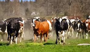 Experienced walkers frightened by agitated cows