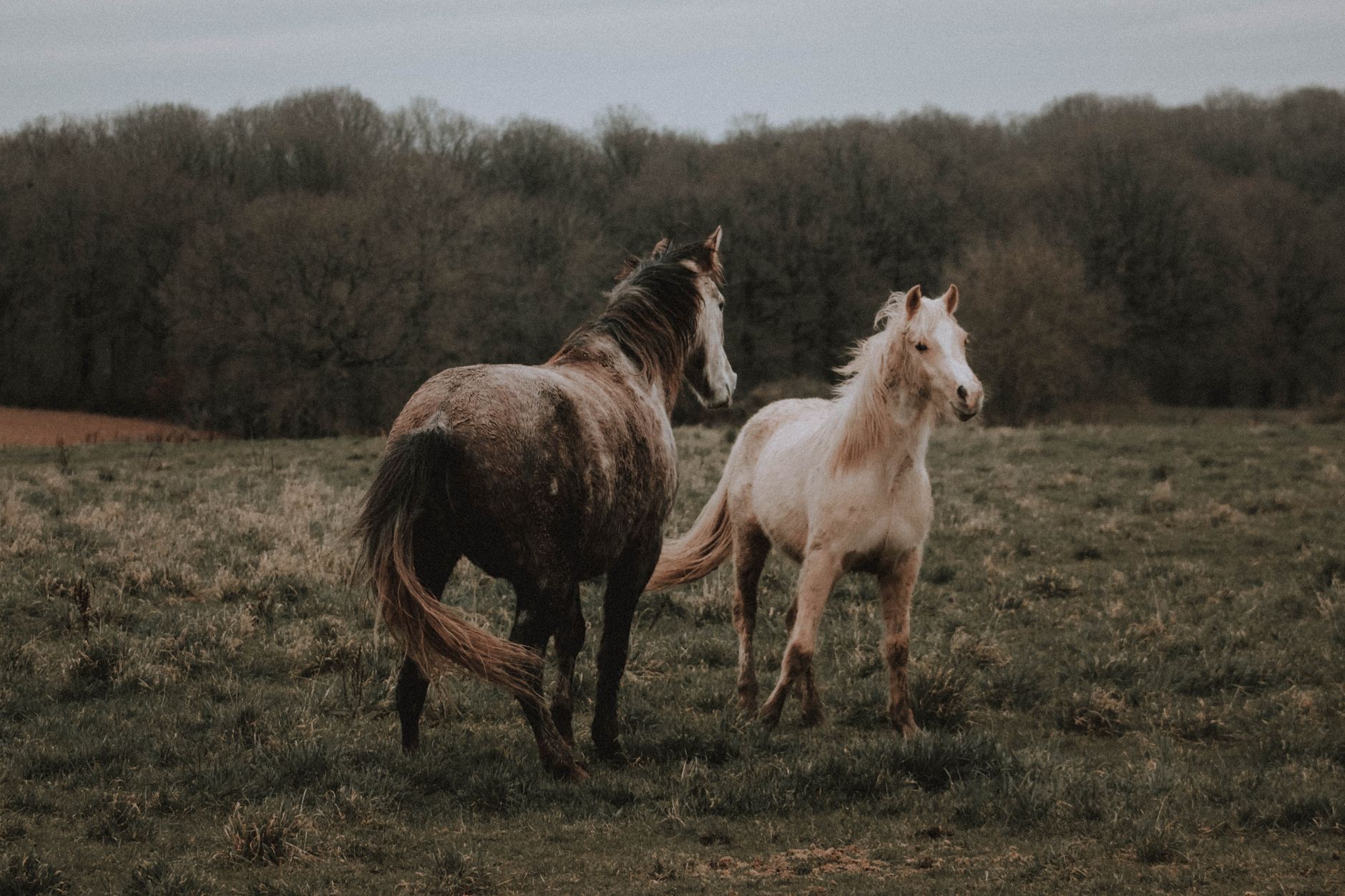 Rachel and crew saved by horses