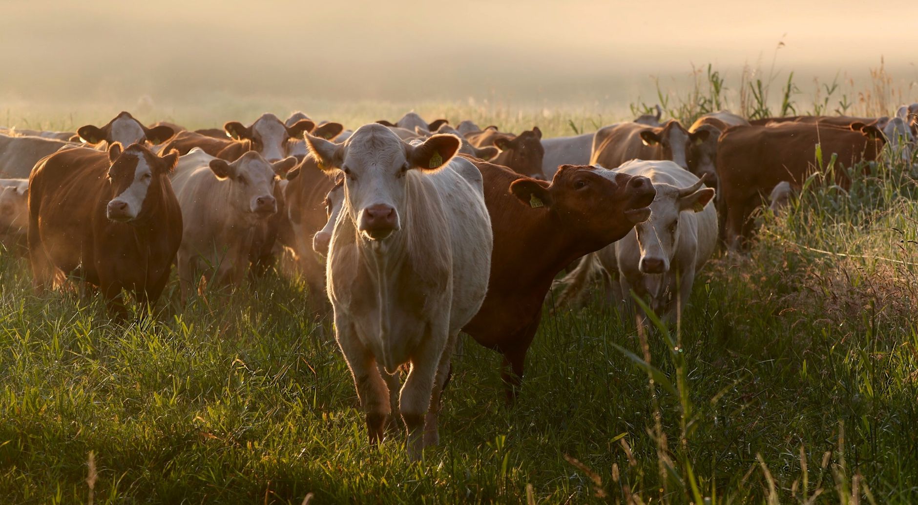 Family group with no dog cornered by cattle