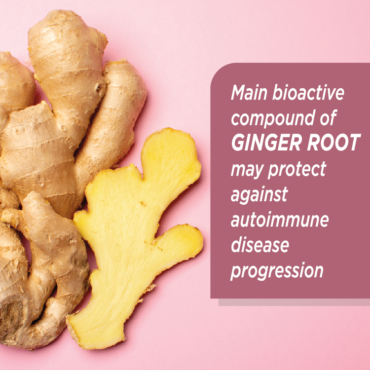 GInger Root-01