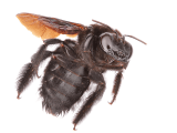 Carpenter Bees In Central California Behavior Control Killroy