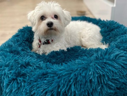 Super Soft Dog Bed