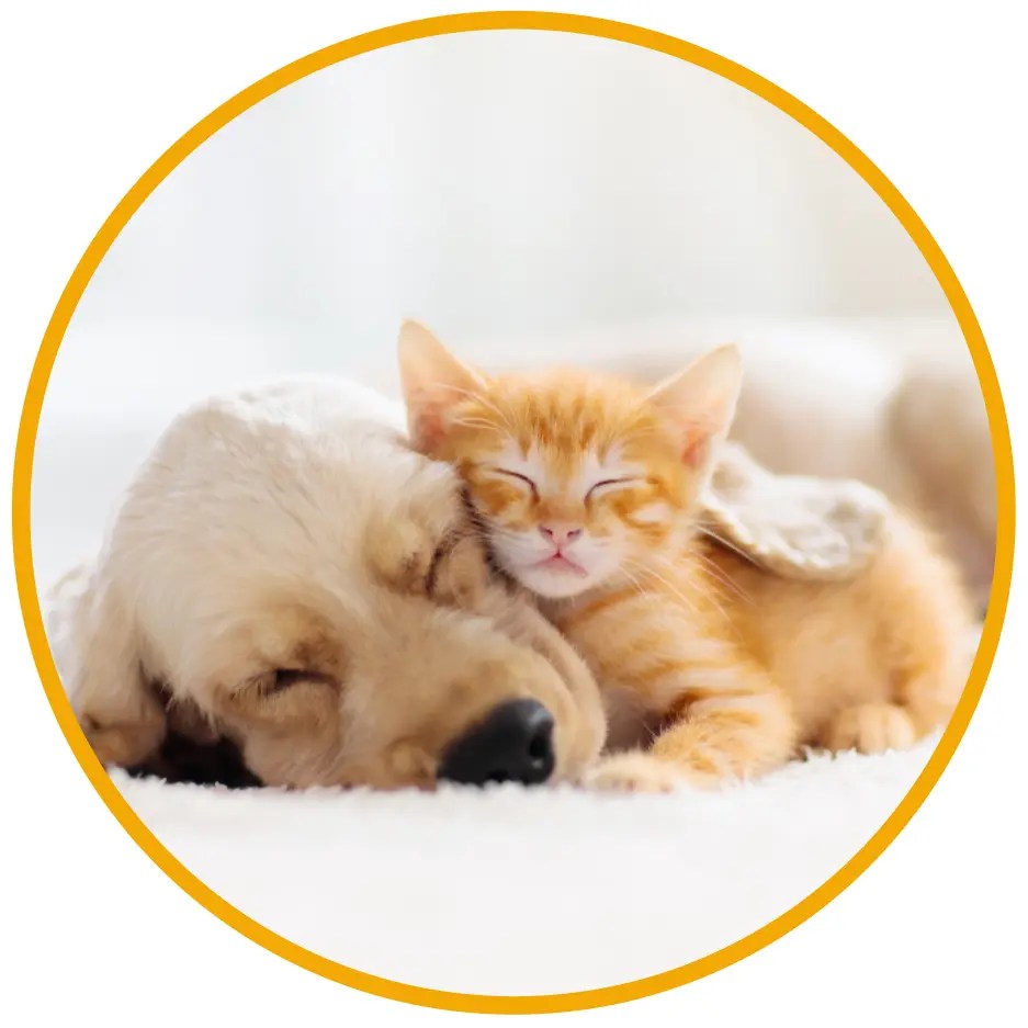 buy small pet bed