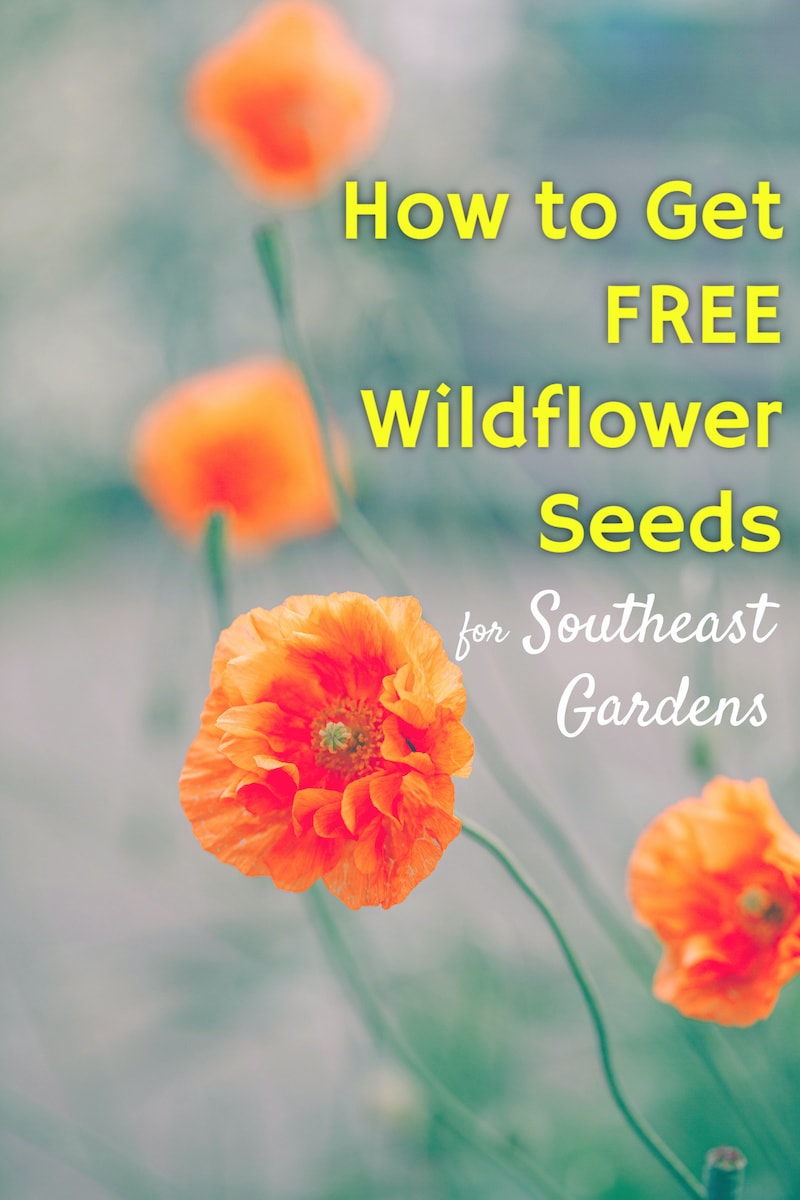 Don gustafson, out in the wild, will be leading guests through the meadow at crossroads at big creek. North Carolina Wildflower Of The Year How To Get Free Seeds Wanderful World Of Travel