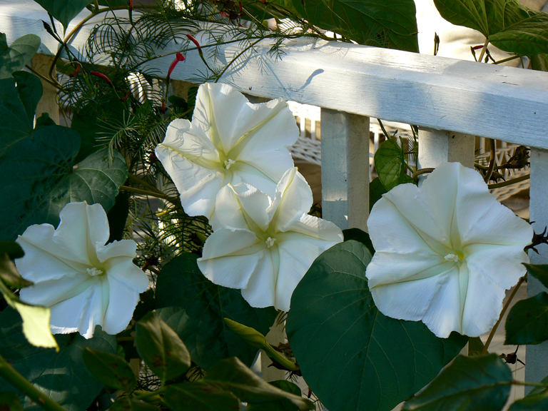 moonflowers Kim Smith Films
