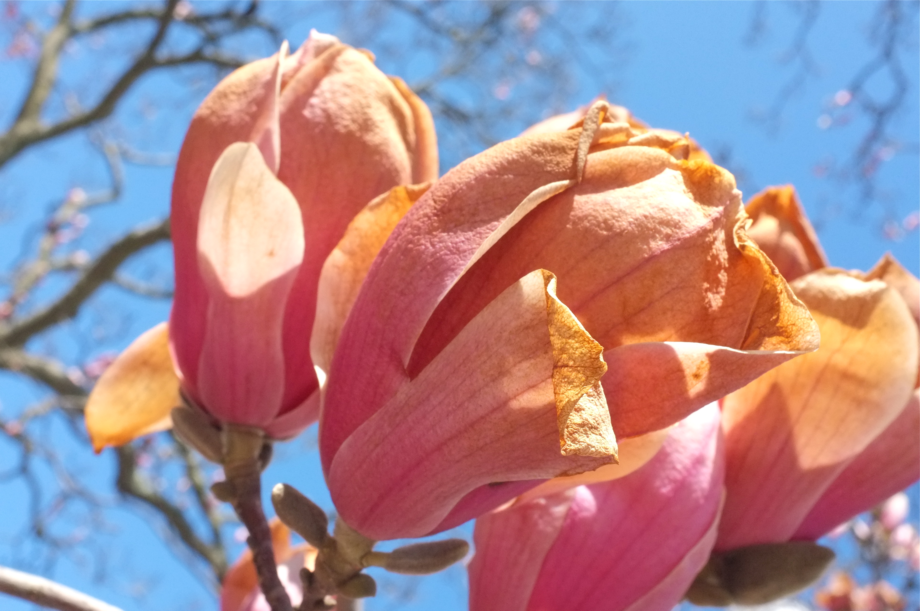 Travel with the Hussies, image size:3859x2563