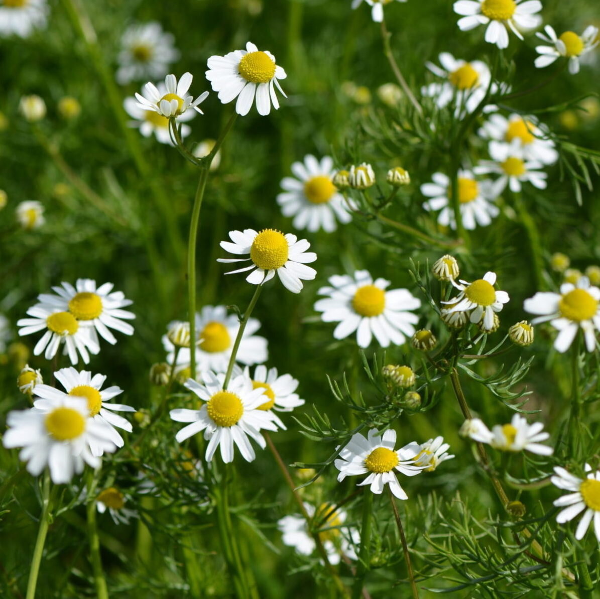 Chamomile_Common2