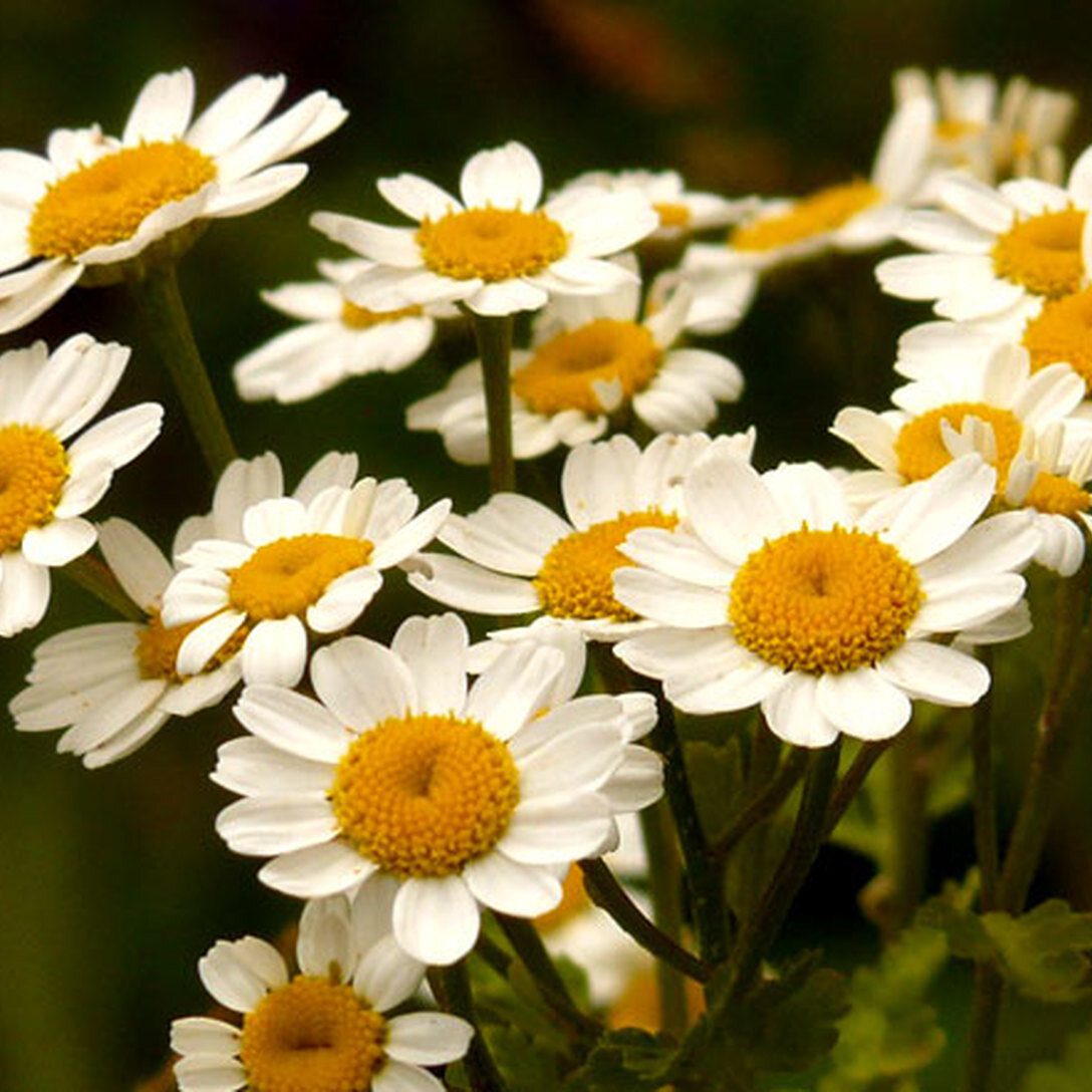 Feverfew
