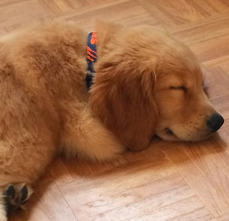 Baby Bo