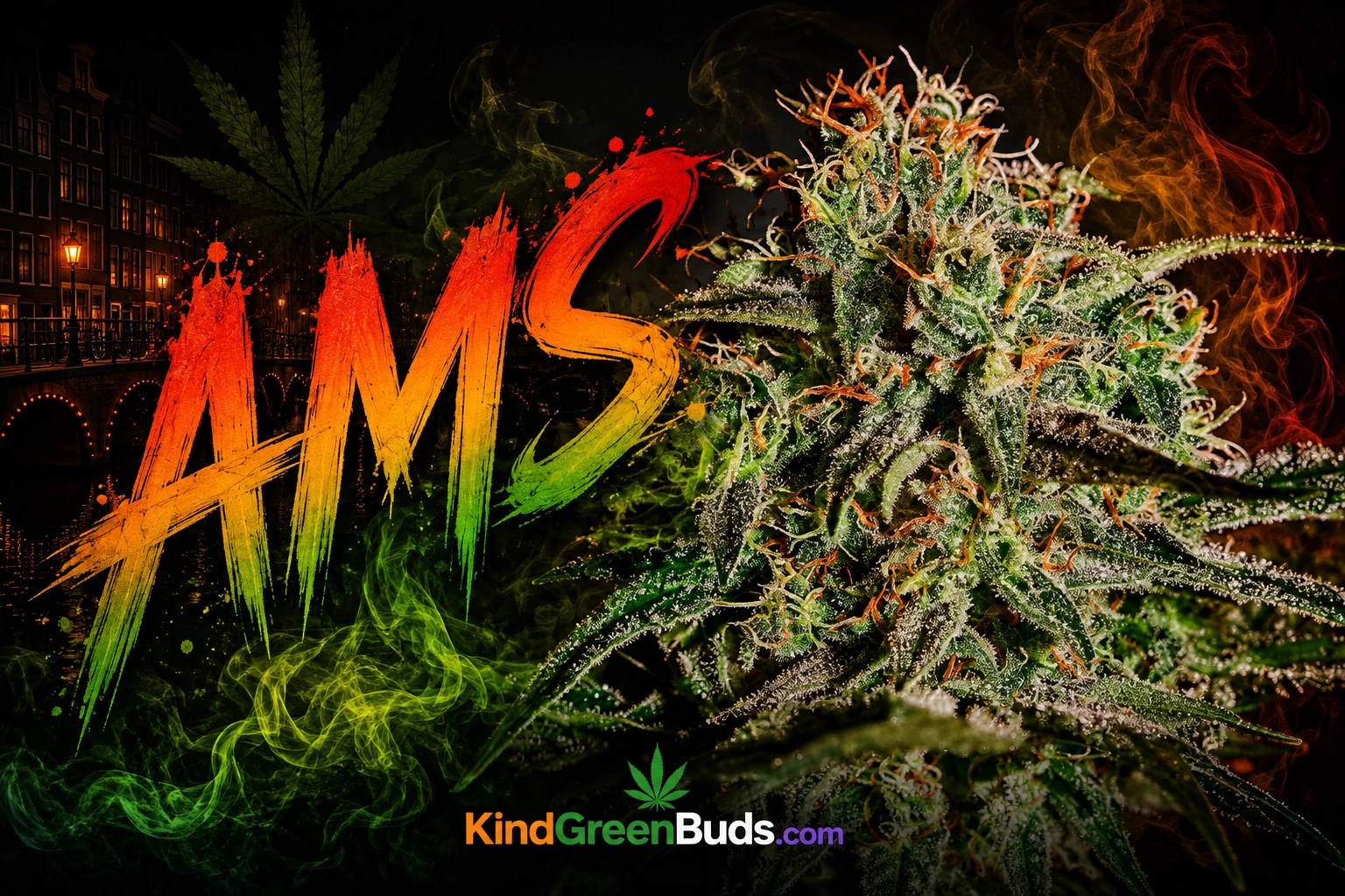 AMS marijuana strain