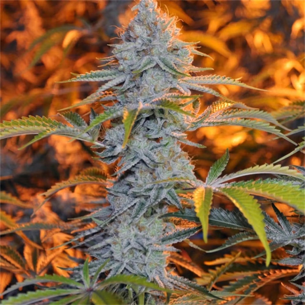 Alien Rift marijuana plant