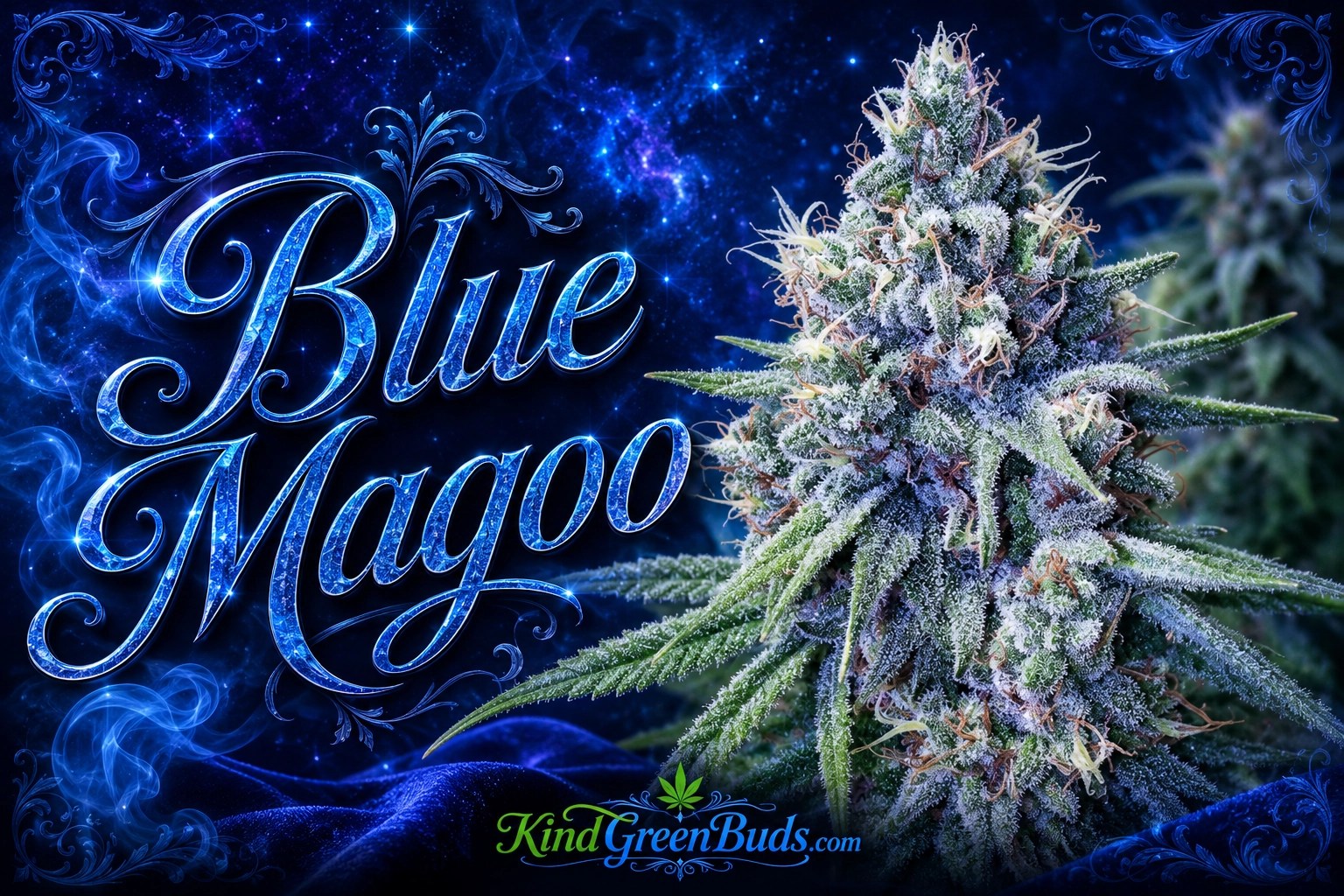 Blue Magoo marijuana strain