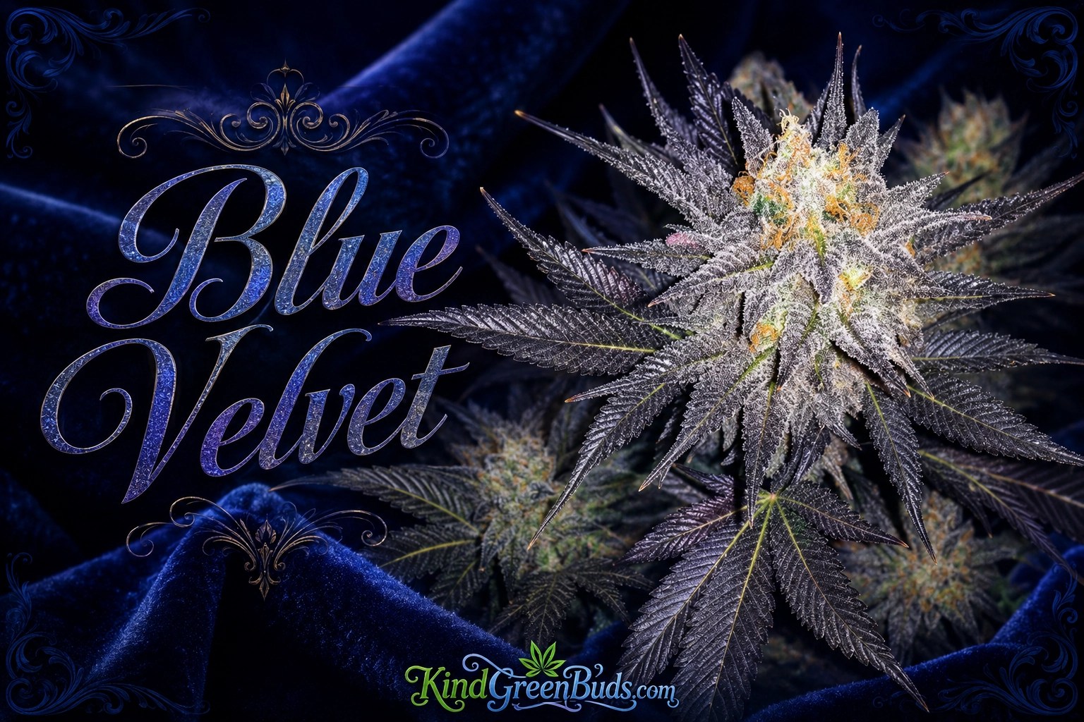 Blue Velvet marijuana strain