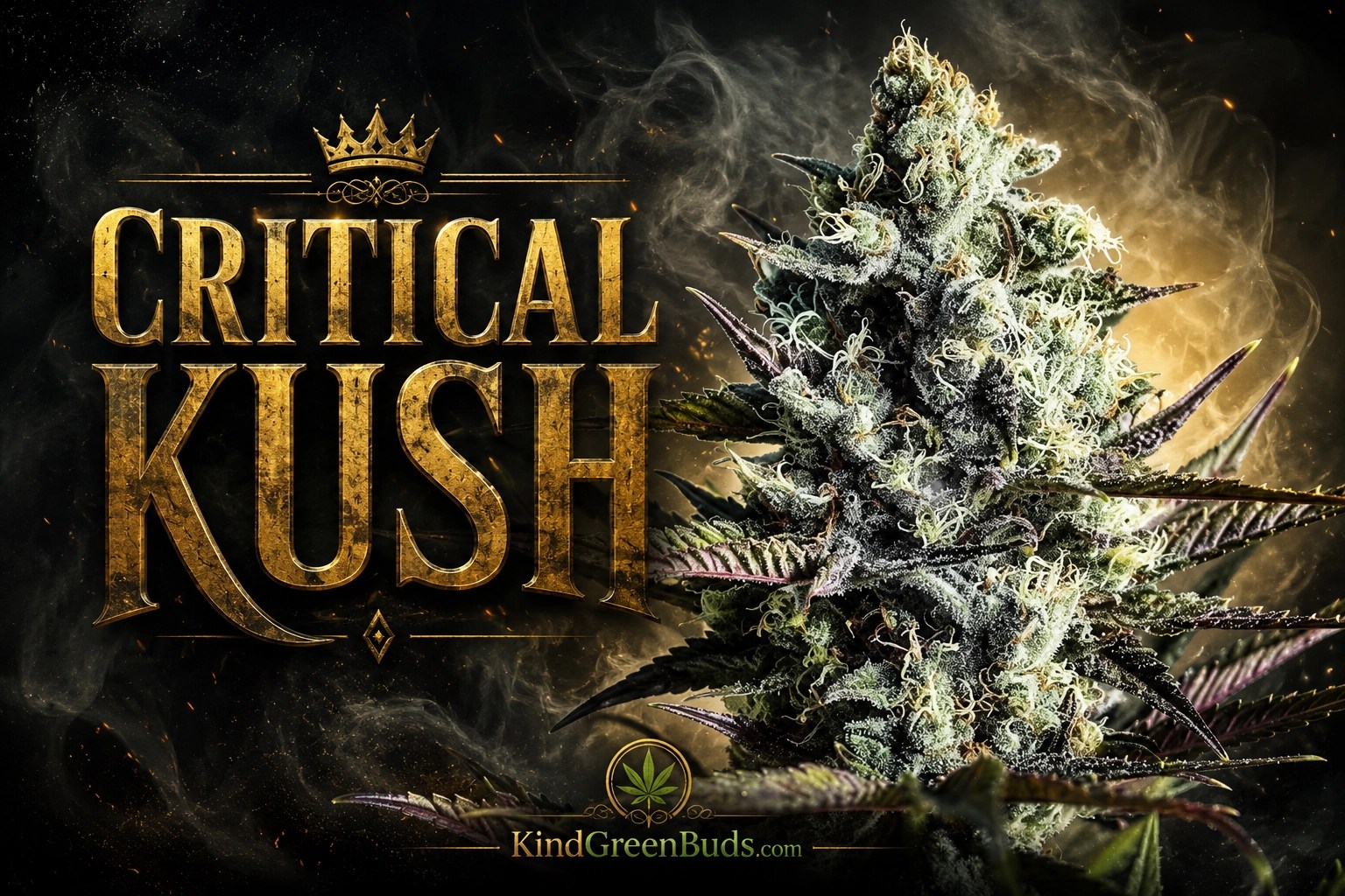 Critical Kush marijuana strain
