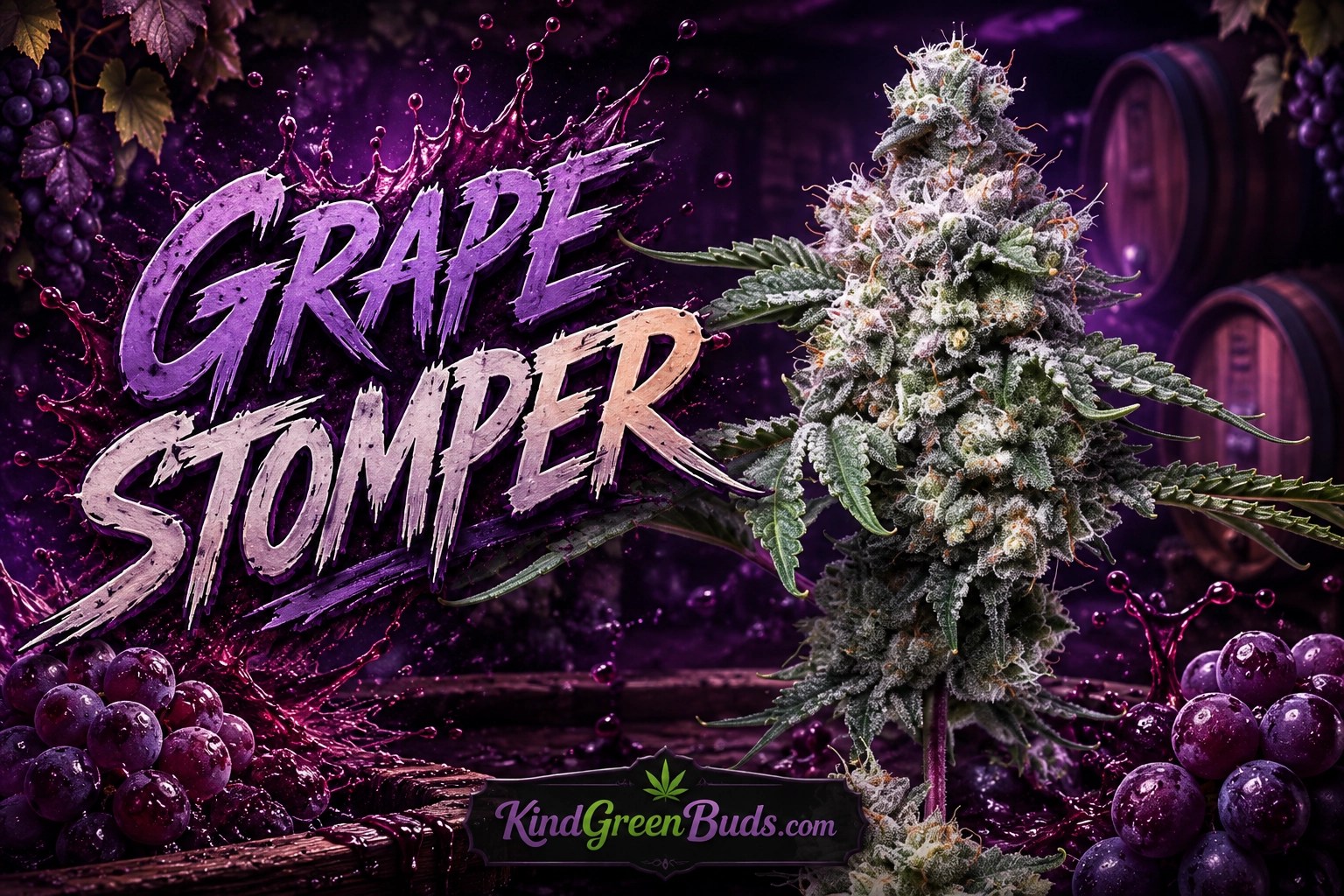 Grape Stomper marijuana strain