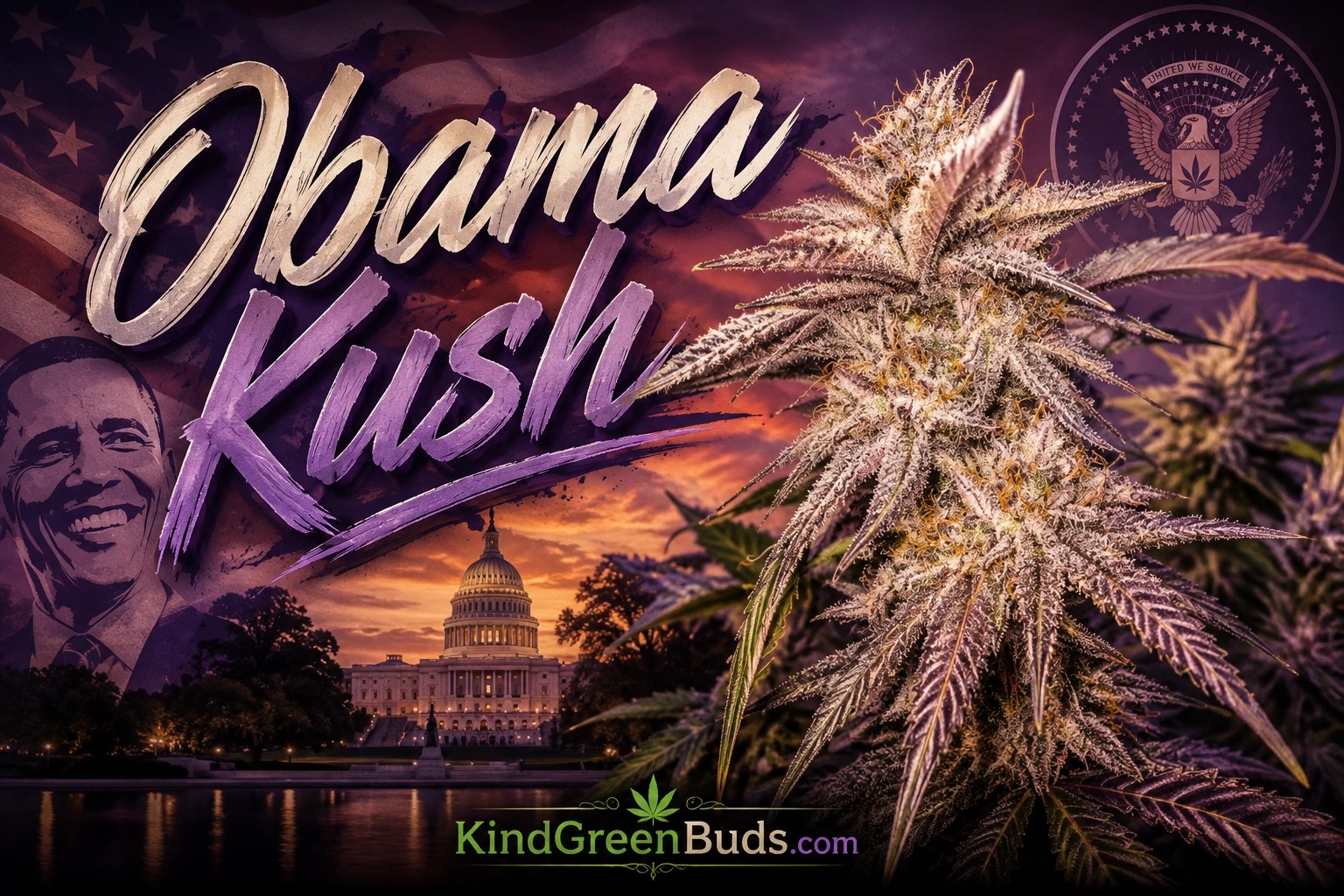 Obama Kush marijuana strain