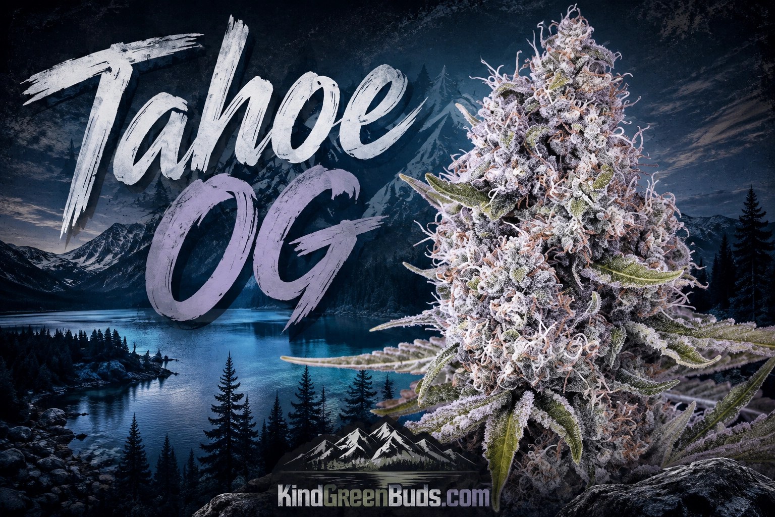 Tahoe OG marijuana strain