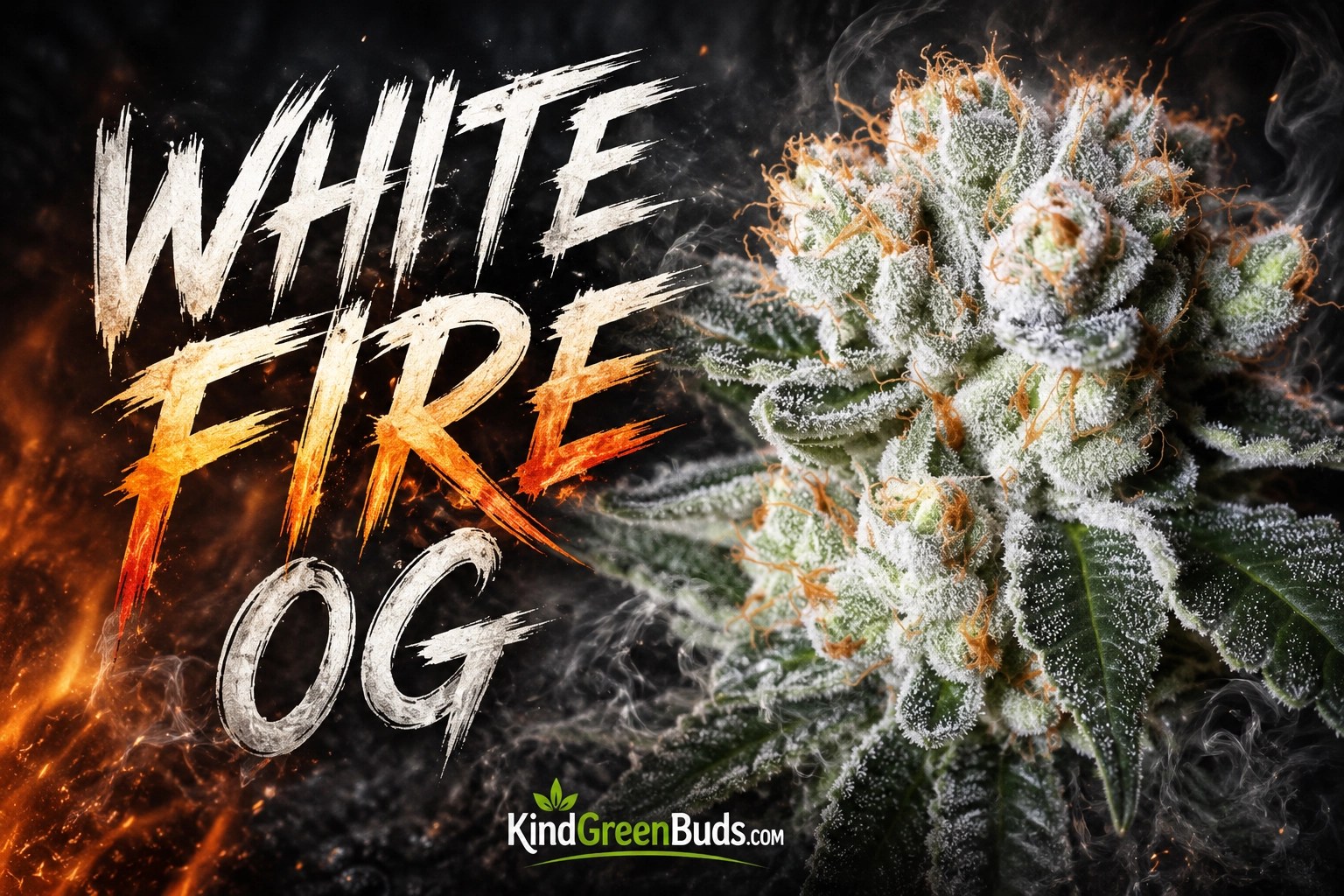 White Fire OG marijuana strain