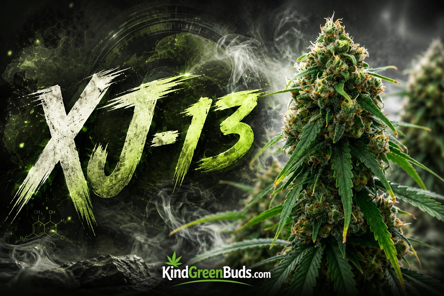 XJ-13 marijuana strain